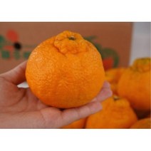 제주 한라봉 중대과 중소과 3kg, 중대과 3kg[7-9수]