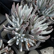 [올식스] 에듈리스 두들레야 다육식물 다육이 키우기 공기정화식물 개업화분