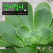 [허브여울다육] 달마법사 (에오니움 목대하나) 지름 9cm 소품다육화분, 3개