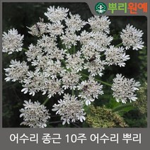뿌리원예 어수리 종근1 2년생 10개 모종