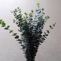 블랙잭 (유칼립투스) / 고속터미널꽃시장 꽃도매 서리풀플라워, 1개