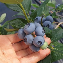 국산 무농약 순창 2022년 햇 블루베리 냉동과 1kg