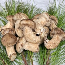 산지직송 국내산 공주 송향버섯 송향 송화 버섯 1kg, 알뜰형 500g, 1개