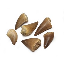 진품 모사사우루스 이빨 화석 / Fossil Mosasaurus 공룡화석 진품화석 관찰표본 고생물 이색수집품 화석 표본
