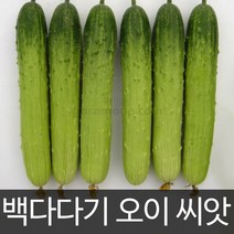 오이씨앗 오이 씨앗 백다다기오이 cucumber seed 50알, 1개