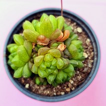 옵튜샤 키우기 예쁜 다육식물 랜덤 0425, 단품