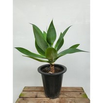 50~70cm 아가베 아테누아타 중대품 349, 1개