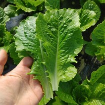 농장직송 로메인 로메인상추 2kg, 로메인상추2kg