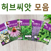 살아있는 허브 씨앗 모음 허브씨 로즈마리 레몬밤 바질 딜 카모마일 라벤다 민트 타임 마조람 세이지 챠빌 코리안더 고수 루 히솝 스테비아 차이브 에키네시아 야생 종자, R- 페퍼민트 x 1개