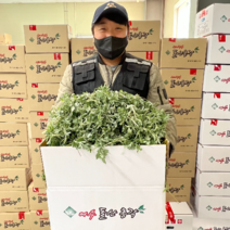 거문도에서 키운 노지 해풍 맞은 생 쑥 2kg