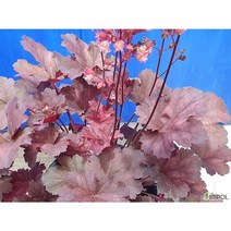 지산농원 휴케라-사진발송 야생화, 1개