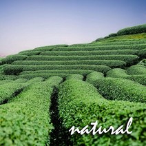 독일직구 녹차. 진주. 망고 맛도 좋고. 혼합/혼합. 그린 매트 망고 파인애플 링플라워 레몬껍질. 고품질. 이뇨기. 100g, 수량, 상세참조