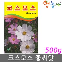 코스모스씨앗 대용량 500g, 코스모스 500g