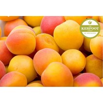 살구씨오일 (Apricot Kernel oil) 100ml