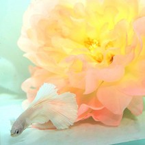 베타 실크 플라워 베드 꽃침대 연핑크, 단품