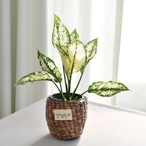 실내공기정화식물 율마 아레카야자 스킨답서스 산세베리아 테이블야자 유칼립투스 이레카야자 페페 스투키 몬스테라, 5.스노우사파이어, 1개