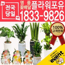 플라워포유 축하 오픈 개업 공기청정 관엽식물 화분선물 당일배송 꽃배달, (선택97)귀면각