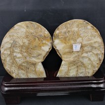 암모나이트 화석 미니 소형 천연 진짜 풍수 표본 장식 천연석 소품 고급 수집품 이색, JL042(베이스 포함) 19.2*13.6*6.7cm