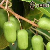다래나무 다래 키위나무 나무언니, 슈퍼왕다래(용성2호) 4치장포트 자가수정 2개묶음, 1개
