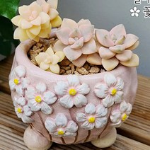 질마재 수제화분 다육화분 (한들꽃단지)
