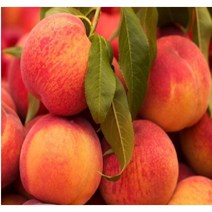 복숭아(황도) 마도까(황도)접목1년 뿌리/2개 (N0021)