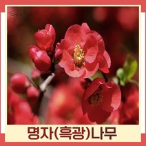 명자나무 묘목 흑광 키80cm 1개