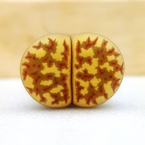 리톱스 도로시 (랜덤) - 노랑노랑 리톱스 귀여운 희귀 다육 반려 식물 칼큘러스 선인장, 2두