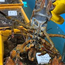 캐나다 활 랍스터 칙스 500g x 10미, 단품