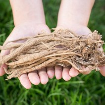신토불이 국산 약초 속단(한속단) 200g, 14Q8_국산속단(한속단)200g