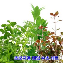 초보자용 수초세트