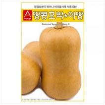 (호박씨앗) 아땅 땅콩호박(10립) 재배가 용이한 국수호박