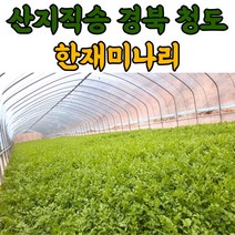 청도 한재 미나리 1kg 2kg, 청도미나리 2kg, 청도미나리_2kg