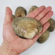 생물 대합조개 개조개 1kg 조개구이용, 대합조개 1kg