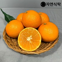[산지직송]제주 서귀포 고당도 황금향 2.5kg 중과(11~14과), 단품