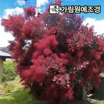 안개나무 자엽안개나무 가림원예조경, 자엽안개(로얄퍼플) R3cm 스탠다드형