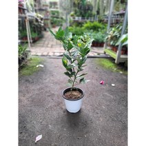 레몬나무 진짜레몬임 40-70cm 155 레몬품종 랜덤