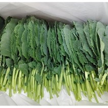 당일수확 케일 1kg 2kg 쌈케일 쌈채소 샐러드채소 케일김치, 쌈용 케일 1kg, 1개
