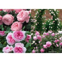 영국 장미 묘목/데이비드 오스틴 장미(David Austin Rose)-제임스겔웨이 데임주디덴치, 메이드 마리온(MAID MARION), 1개