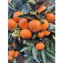 제주 고당도 극조생 노지귤 5kg