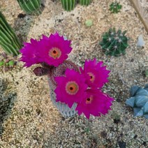 [수암다육] 자태양 단품 Echinocereus rigidissimus ssp. rubispinus 다육 다육이 다육식물 국민다육 277, 1개