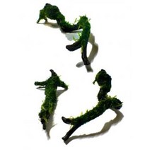윌로모스 심플유목활착 랜덤(모스활착 초보수초 구피 은신처 수초키우기 음성수초)