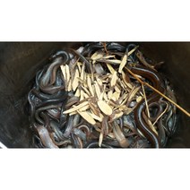 국산 미꾸라지즙 힘력보양탕 특별제조비법 기력회복 미꾸라지엑기스, 힘력보양탕 국산 3년생 미꾸라지 50포 100ML, 100ml