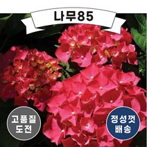(나무85) 수국 레드바론 P9 포트