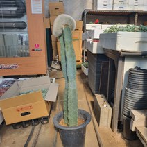 밍크선인장 (키약 70~80cm) 희귀선인장, 1개
