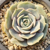 다육식물(로라)(랜덤발송)