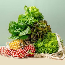 버터헤드 카이피라 이자벨 프릴아이스 로메인 유럽 샐러드 혼합 1kg, 유럽 샐러드 혼합 3~4품종 6~7포기 1kg