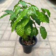 [가든테라스] 커피나무 40cm외목대 커피나무키우기 관엽식물, 1개