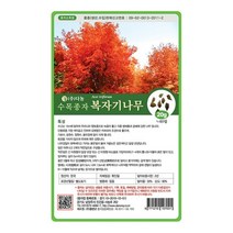 [다농] 복자기단풍나무씨앗 1kg[JQ]