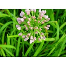 두메부추씨앗 1g (약100립) (WJ), 1개