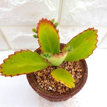 만손초 다육이 풍성하고 예뻐지는 다육 식물 분별도 랜덤1-15, 단품